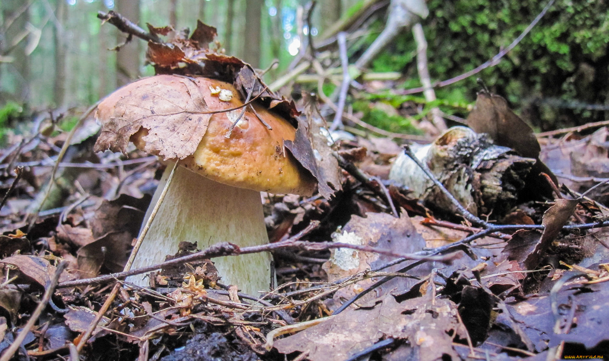 Осенние грибы в Дубовом лесу